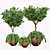 2020 Outdoor Plants Tree | Realistic Design 3D model small image 2