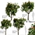 Southern Magnolia: Set of 4 Little Gem Trees 3D model small image 1