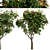 Southern Magnolia: Set of 4 Little Gem Trees 3D model small image 5