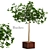 Indoor Greenery: Decorative Bushes 3D model small image 1