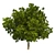 Optimized Bay Tree 4K Texture 3D model small image 1