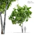 Vibrant Red Alder Tree: Alnus rubra 3D model small image 1