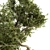 Maple Green Tree Kit 3D model small image 2