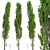 Fast-Growing Lombardy Poplar Trees 3D model small image 2