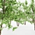 5 Tall River Birch Trees 3D model small image 2