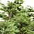  Majestic Western Red Cedar Tree 3D model small image 2