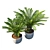 Exquisite Cycas Palm Pot 3D model small image 2