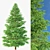 Realistic Red Spruce Tree - 3D Model 3D model small image 1