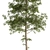 Evergreen Elegance - Pine Tree Set 3D model small image 2