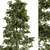 Evergreen Elegance - Pine Tree Set 3D model small image 3