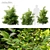 Carolina Allspice - Fragrant Shrub Set 3D model small image 1