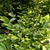 Carolina Allspice - Fragrant Shrub Set 3D model small image 3