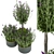 Premium Plant Collection Vol. 60 3D model small image 2