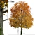 Gorgeous Norway Maple Tree: Vibrant Colors, Ideal for Landscaping 3D model small image 1