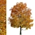 Gorgeous Norway Maple Tree: Vibrant Colors, Ideal for Landscaping 3D model small image 2