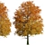 Gorgeous Norway Maple Tree: Vibrant Colors, Ideal for Landscaping 3D model small image 3