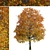 Gorgeous Norway Maple Tree: Vibrant Colors, Ideal for Landscaping 3D model small image 4