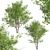 Duo Paper Birch Trees: Lifelike and Striking 3D model small image 3