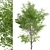 Duo Paper Birch Trees: Lifelike and Striking 3D model small image 4