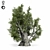 Evergreen Olive Tree Sculpture 3D model small image 3