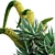 Agave attenuata - Fox tailail - 02 3D model small image 2