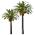 Phoenix Palm Tree 06: Detailed 3D Model 3D model small image 1