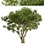 Evergreen Olives: Set of 2 Trees 3D model small image 2