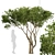 Evergreen Olives: Set of 2 Trees 3D model small image 3