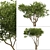 Evergreen Olives: Set of 2 Trees 3D model small image 4