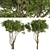 Evergreen Olives: Set of 2 Trees 3D model small image 5