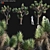 Desert Dream Yucca Tree - 3D Model 3D model small image 1