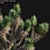 Desert Dream Yucca Tree - 3D Model 3D model small image 3