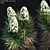 Desert Dream Yucca Brevifolia 3D model small image 4