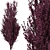 Crimson Pointe Plum Trees: Stunning Color and Columnar Form 3D model small image 3