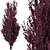 Crimson Pointe Plum Trees: Stunning Color and Columnar Form 3D model small image 7