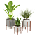 Green Oasis Trio: Snake Plant, Fiddle Fig & Dragon Plant 3D model small image 1