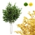 Silver Birch Tree - Betula Pendula 3D model small image 1