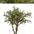 Eucalyptus Red Gum Tree: Vibrant Australian Evergreen 3D model small image 3