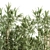 Green Oasis: Bamboo Bliss in Box 3D model small image 4