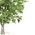 Texas Ash Tree: Tall and Detailed 3D model small image 2