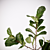 Realistic Fiddle-Leaf Fig 3D Model 3D model small image 3