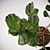 Realistic Fiddle-Leaf Fig 3D Model 3D model small image 4