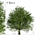 Majestic Bur Oak Tree: Natural Beauty 3D model small image 1
