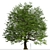 Majestic Bur Oak Tree: Natural Beauty 3D model small image 2