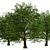 Majestic Bur Oak Tree: Natural Beauty 3D model small image 3