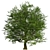 Majestic Bur Oak Tree: Natural Beauty 3D model small image 5