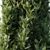 Tall Thuja Tree - Authentic and Stunning 3D model small image 2