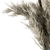 Boho Blooms: Dried Pampas Grass 3D model small image 3