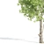 White Ash Tree: Height 9m 3D model small image 2