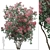 Pair of American Smoketree Trees 3D model small image 5